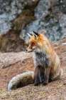 A red fox looking at the distance Gran Paradiso National Park-Italy Art Print